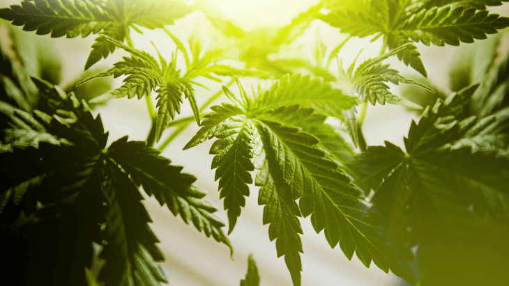 Sunlight shines through the leaves of cannabis plants