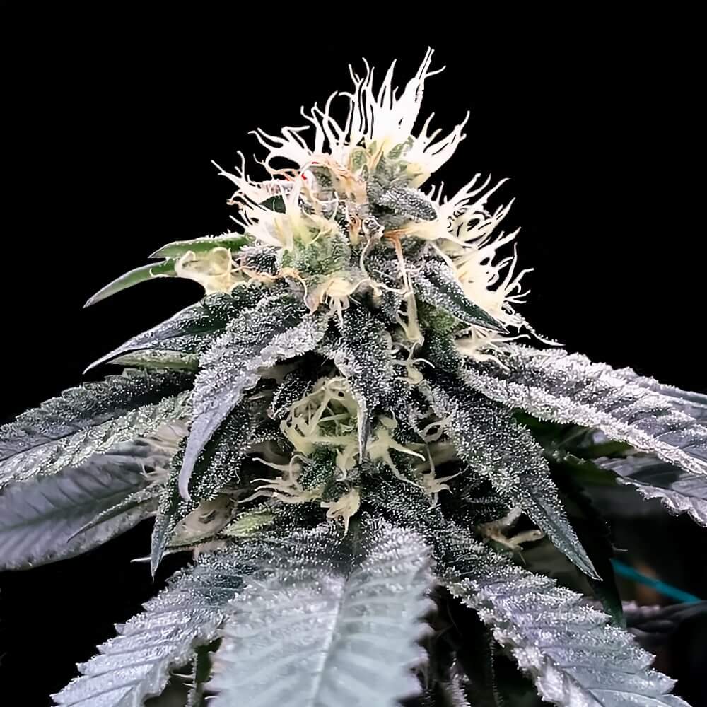 Green Crack Weed Plant by DNA Genetics