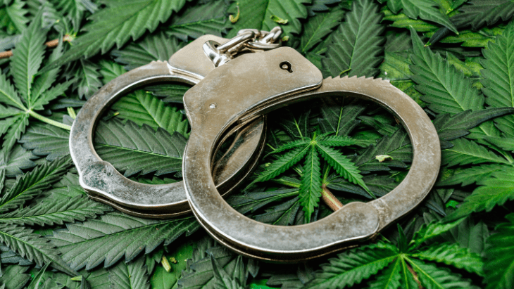 handcuffs sit atop a pile of cannabis leaves