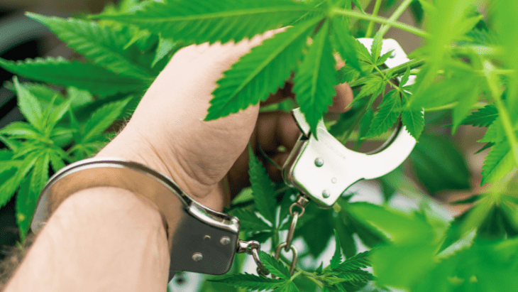 A person's arm is shown handcuffed to a cannabis plant representing marijuana criminalization